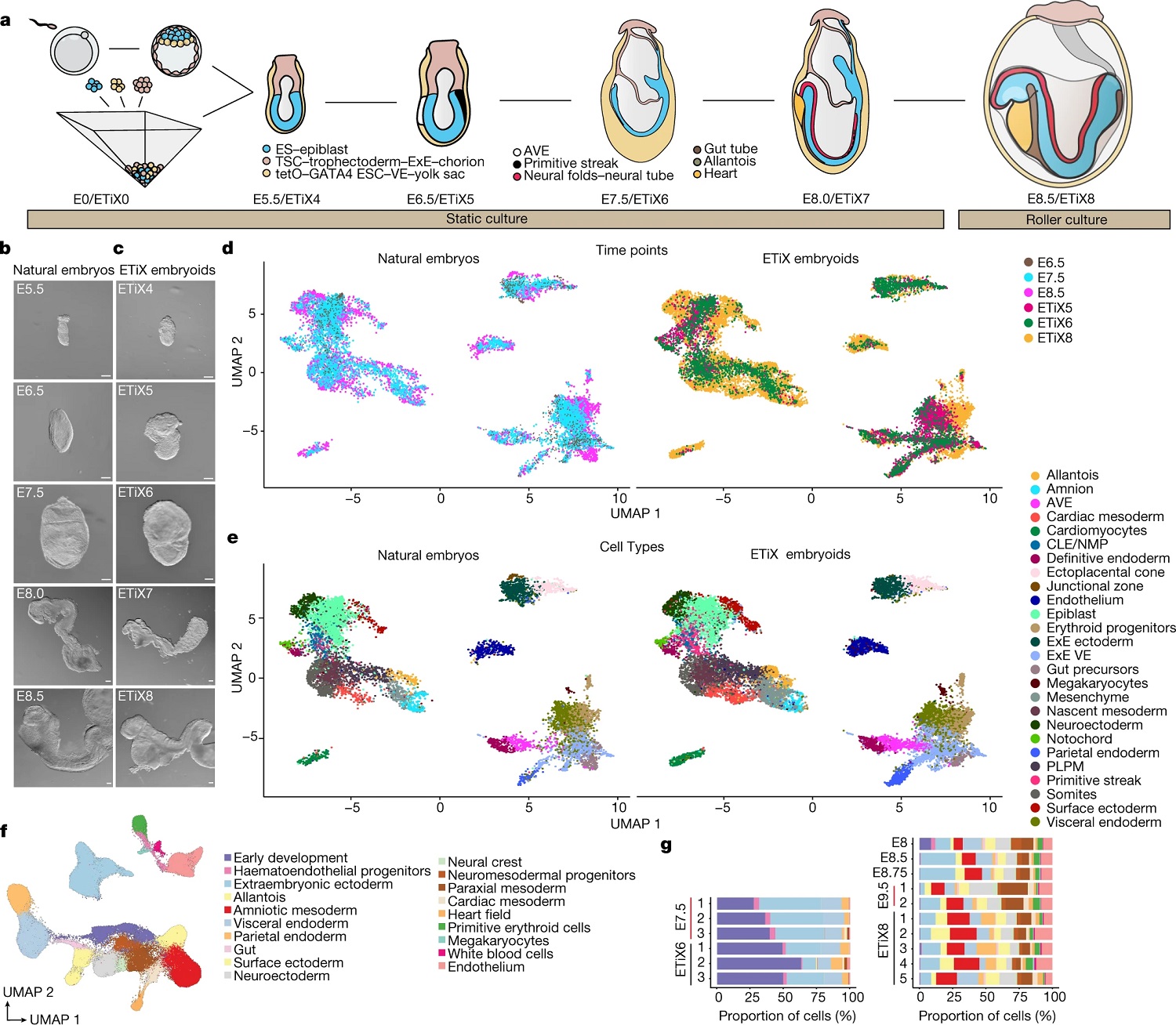 ETiX embryoids recapitulate developmental milestones of the natural mouse embryo up to E8.5