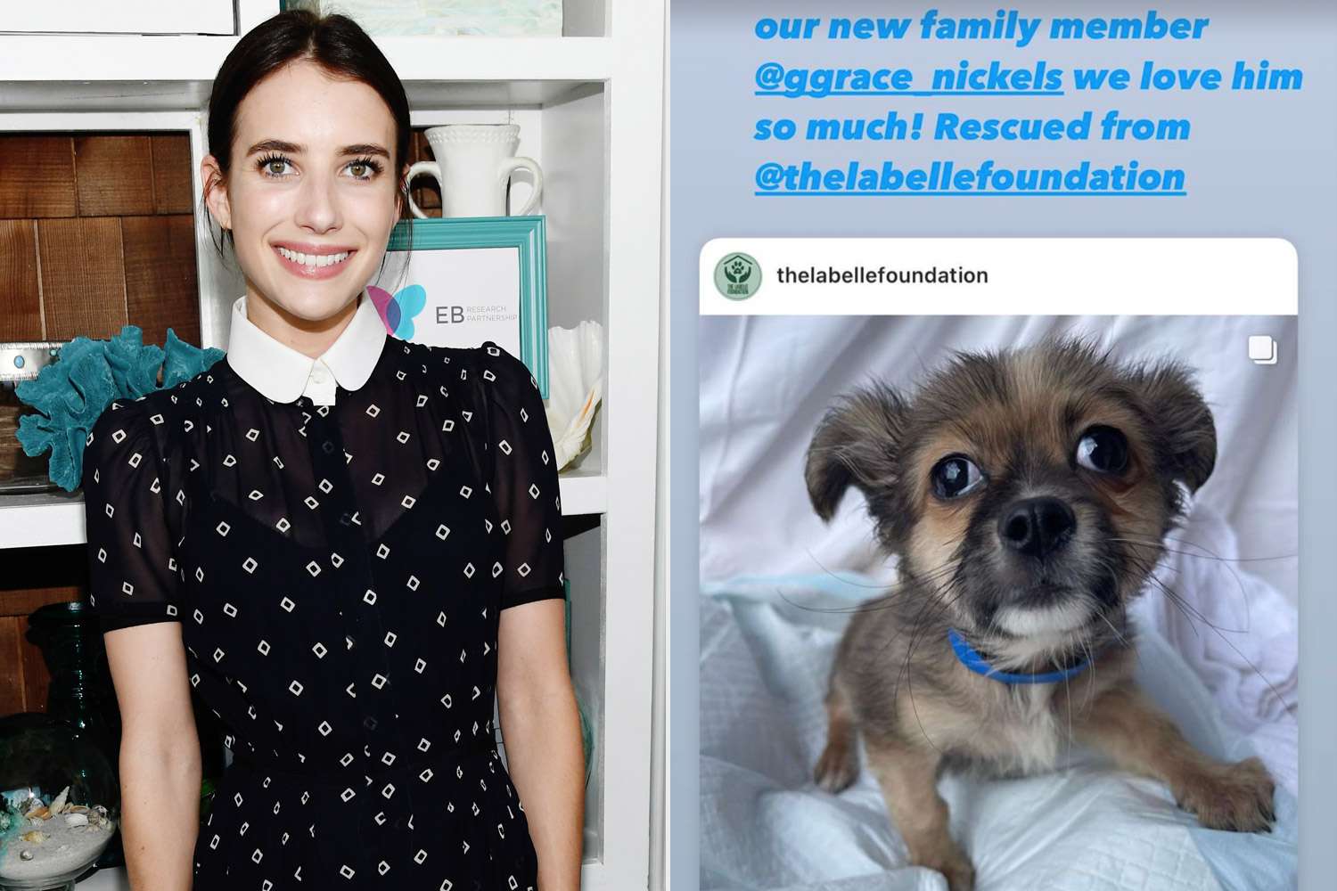 Emma Roberts adopted a chihuahua rescue puppy from the Labelle Foundation
