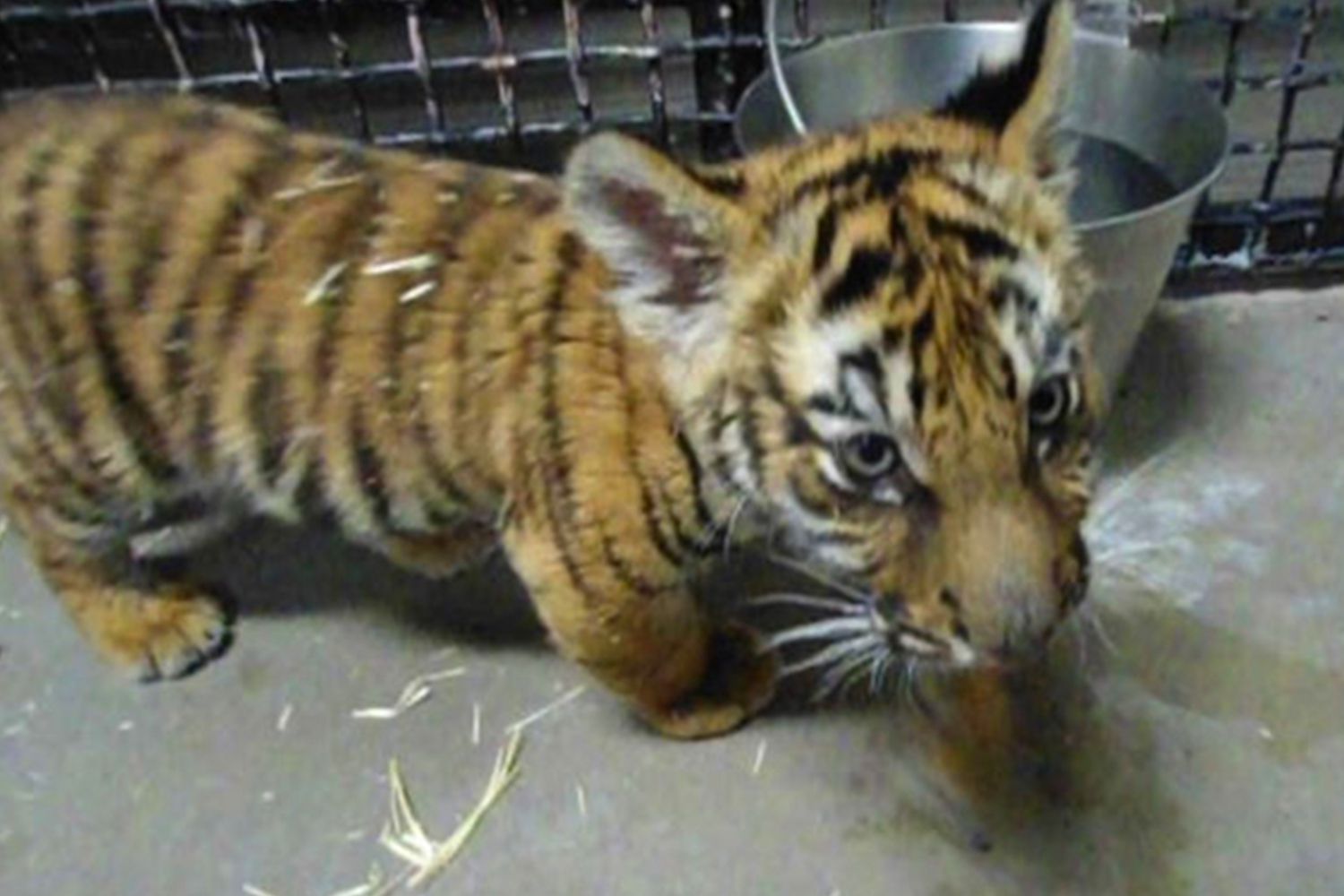 The tiger cub will remain at the ABQ BioPark, a zoo in Albuquerque until it finds a permanent home