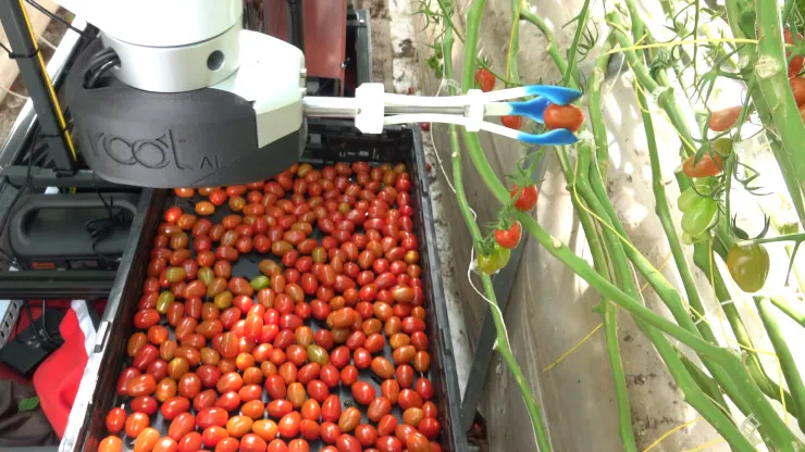 AI robot tomato-picker