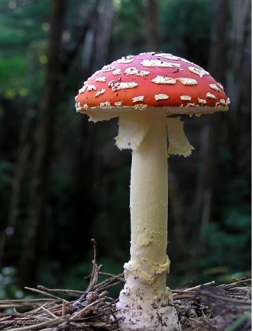 Researchers have discovered that mushrooms