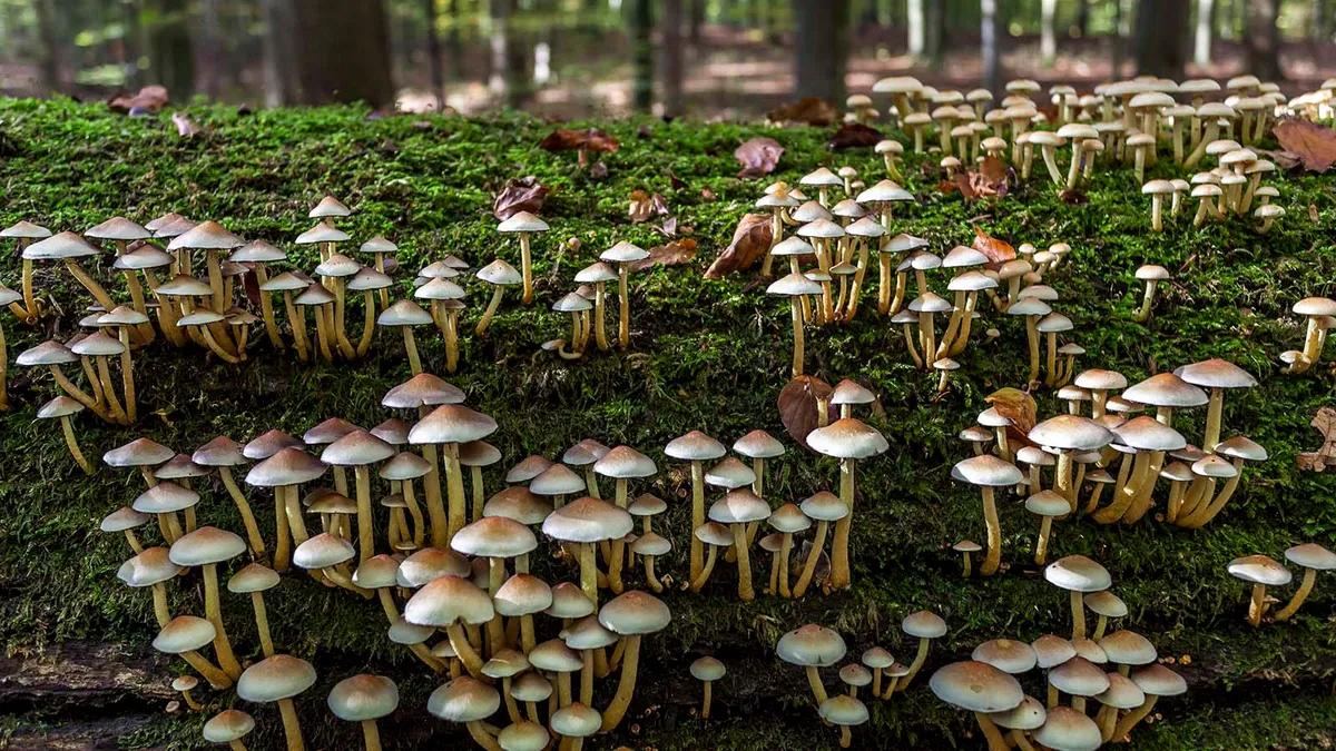 Researchers have discovered that mushrooms