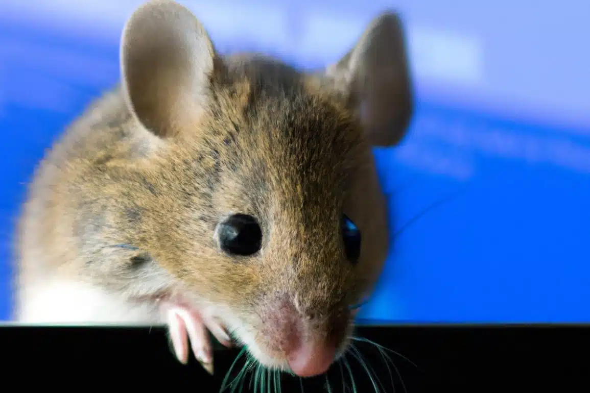 For learning the latent (i.e., hidden) structure in the visual system of mice, CEBRA can predict unseen movie frames directly from brain signals alone after an initial training period mapping brain signals and movie features. Credit: Neuroscience News